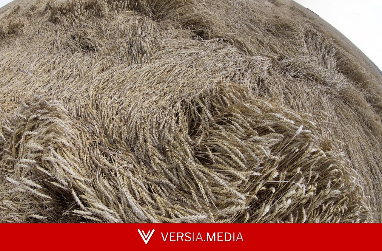 باتروشيف: خيرات روسيا الزراعية تصل إلى 160 دولة